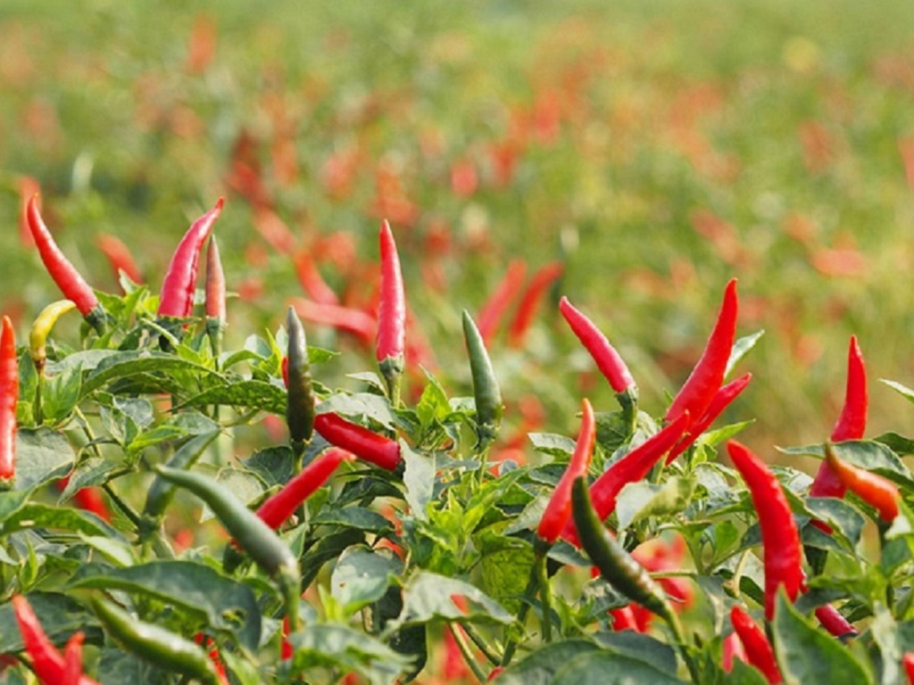 Chillies