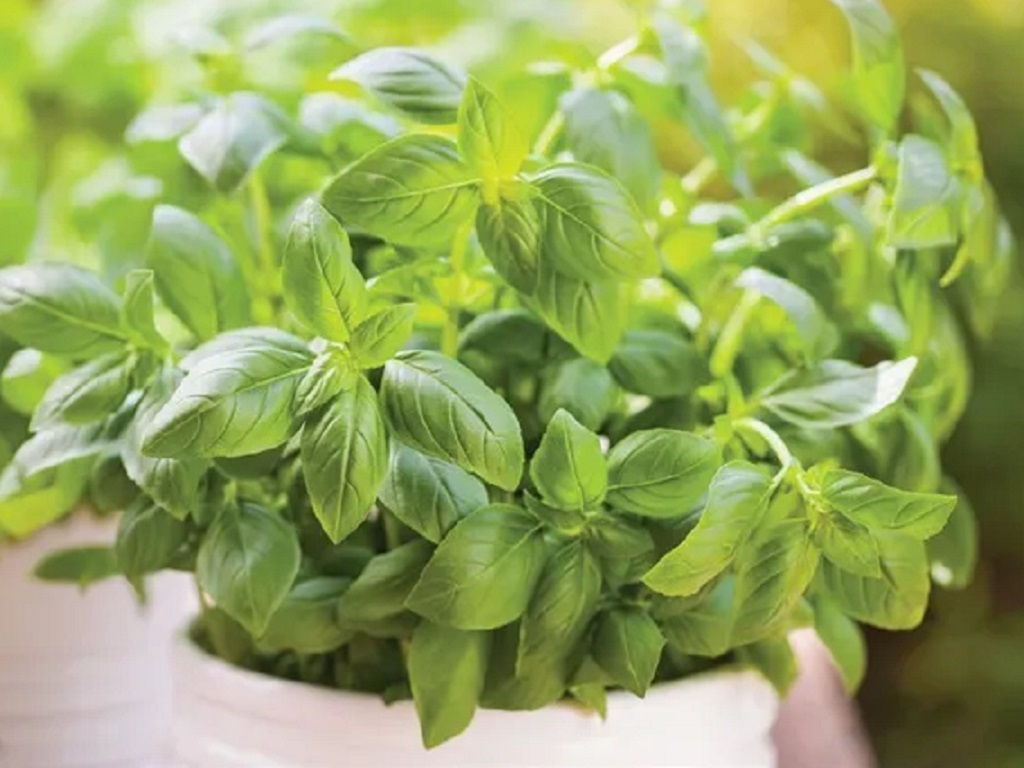 Herbs